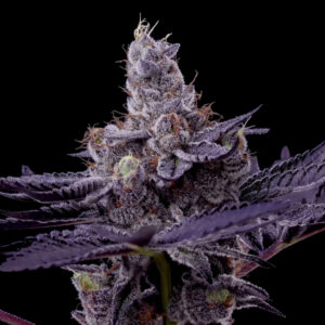 Hyperzoom On Mature Purple Cannabis Sativa Trichomes